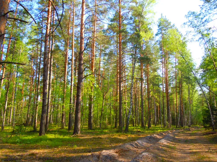 Лес — главная тема стихов Ивана Мельникова. фото